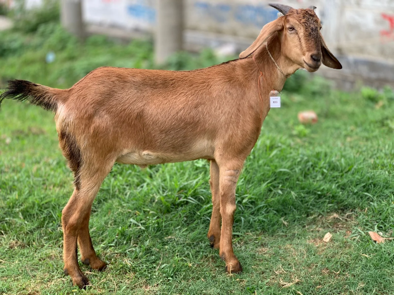 দেশী  ছাগল (40.5 KG)   